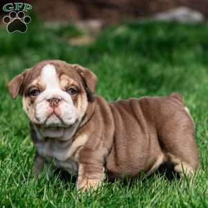 Marina Mocha, English Bulldog Puppy